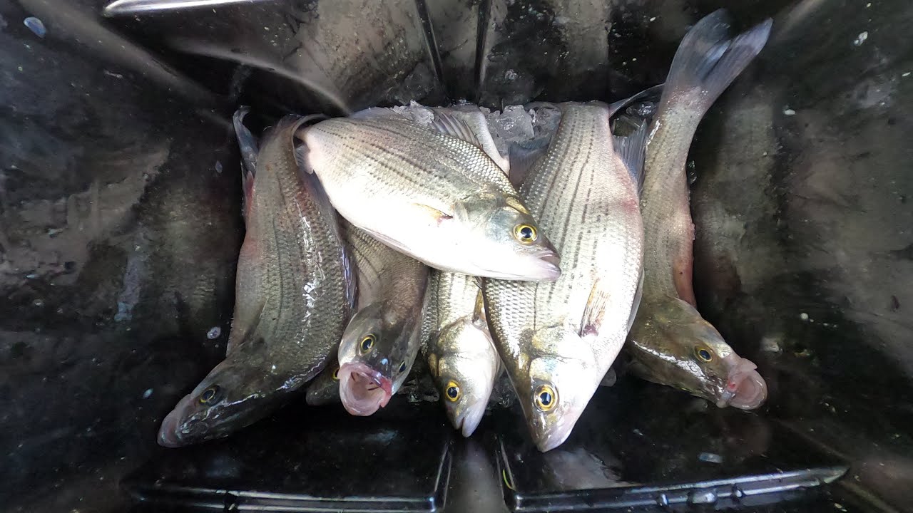 Catching white bass with hair jigs