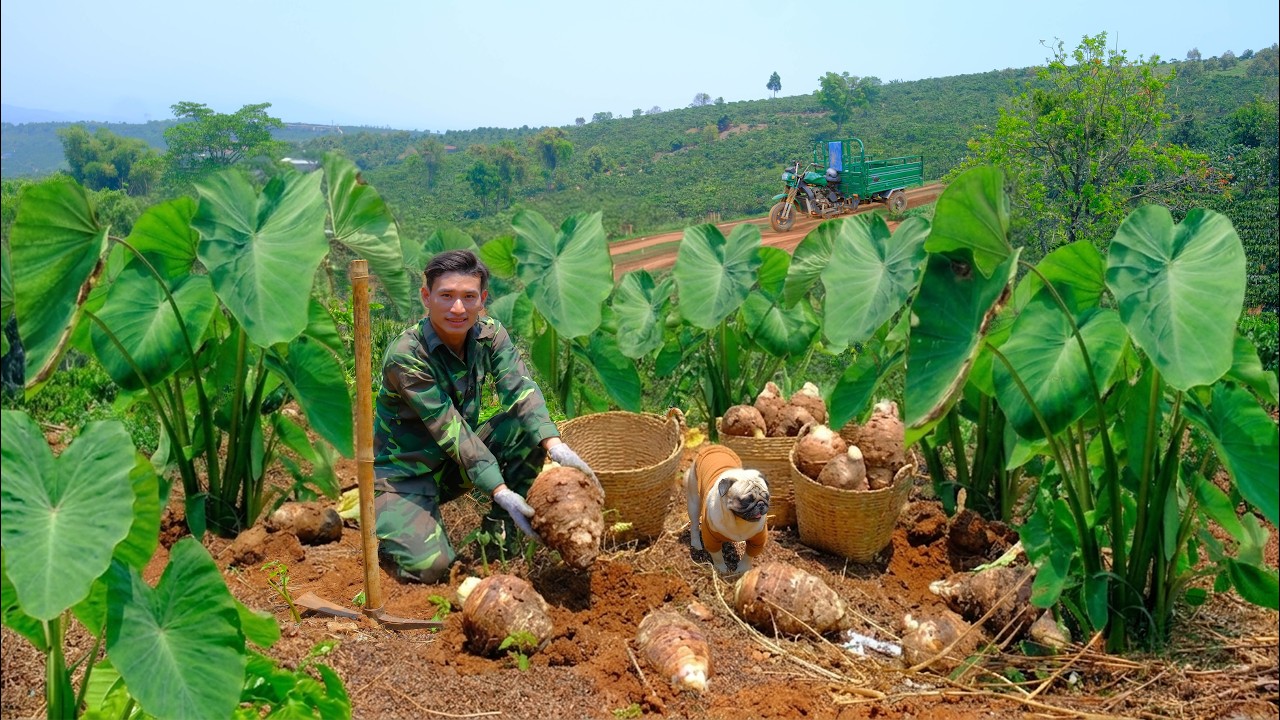 Harvest Taro Goes To Market Sell And Select Seed Taro To Plant On The Farm &ndash; Animals Care, Garden