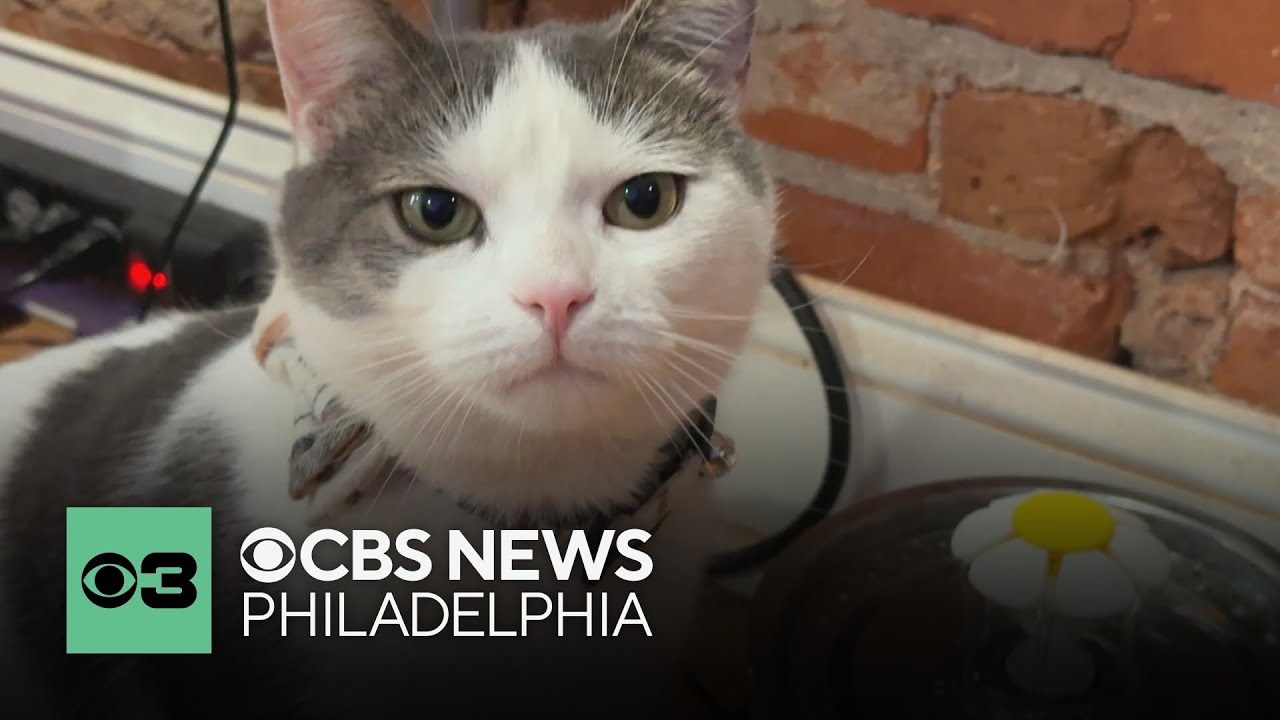 Missing cat, Artemis, has been returned to owners in South Philadelphia