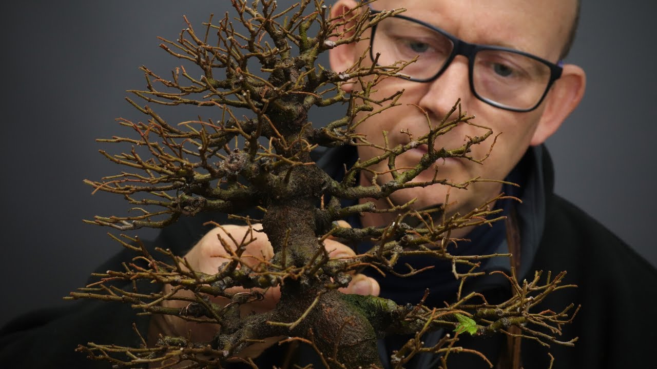 Repotting a field grown Hackberry bonsai tree