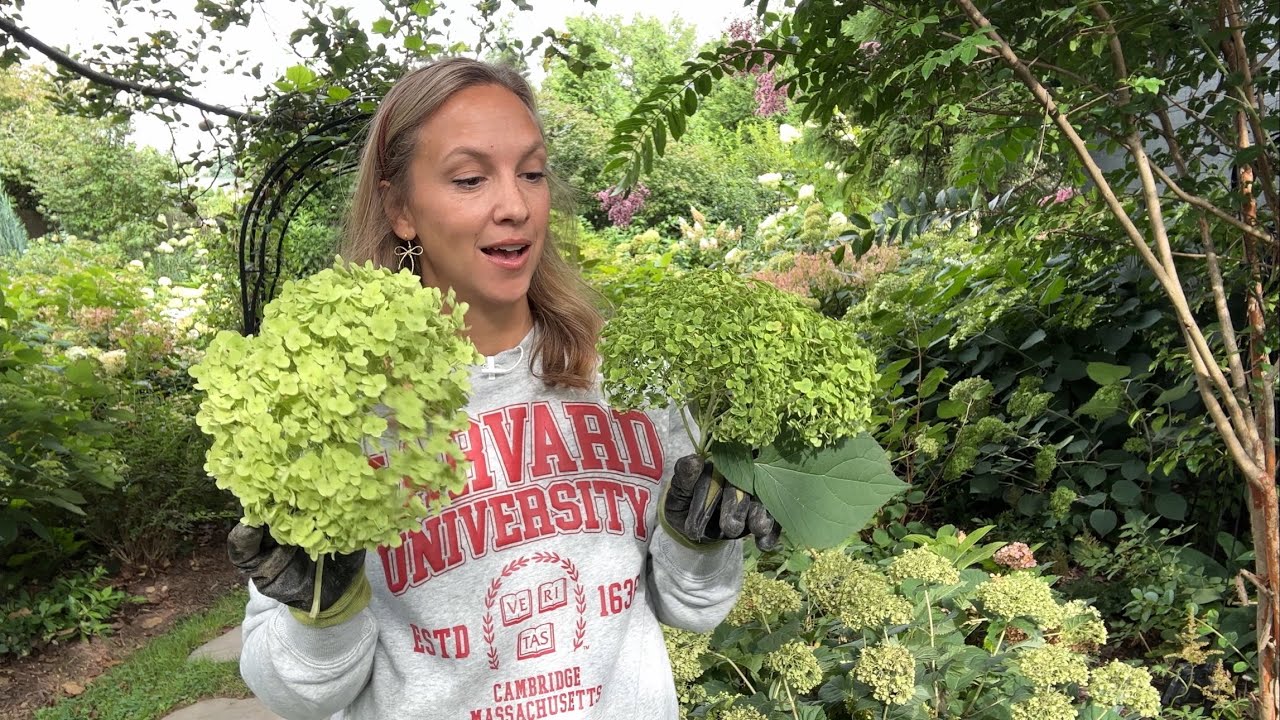 Planting Invincibelle Sublime Hydrangeas, Visiting Gilded Age Gardens