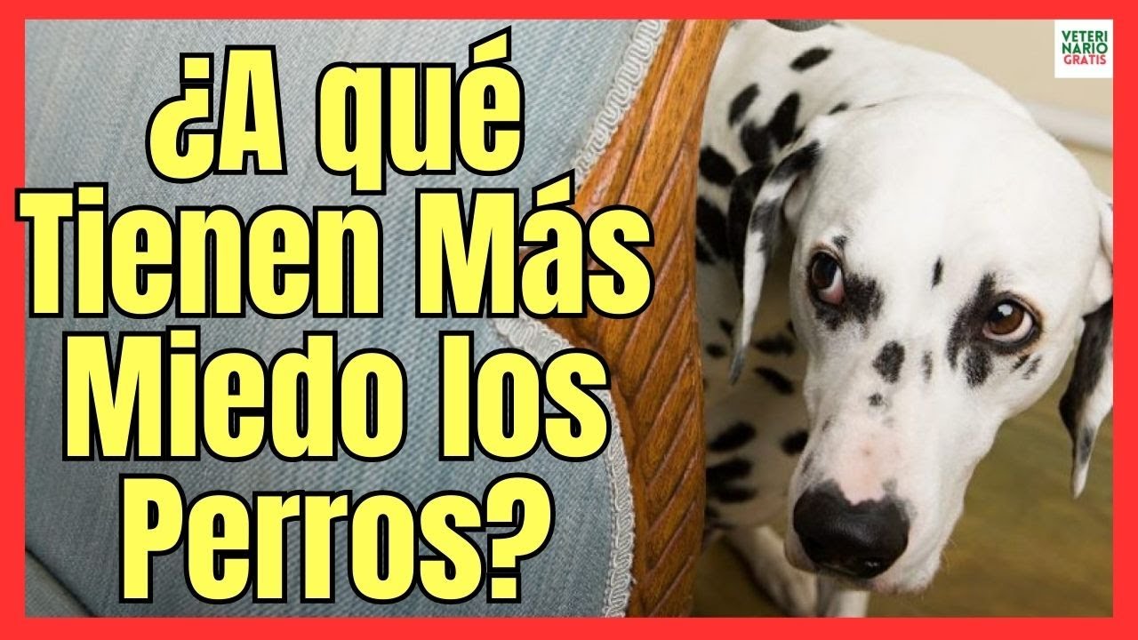🎈¿A QUE TIENEN MÁS MIEDO LOS PERROS?🎈CONSEJOS PARA TRATAR LOS MIEDOS MÁS COMUNES