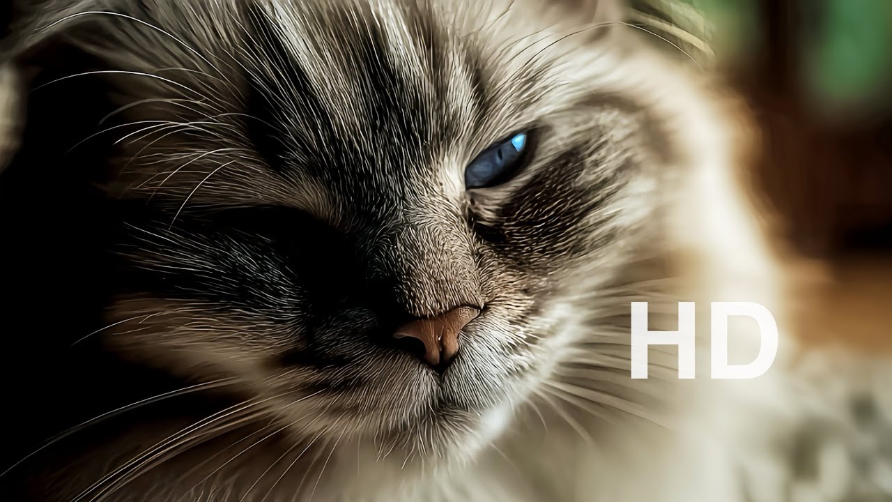 Instant Calm Sleep, Study & Relax with Coco | 2H Winter Ambience HD