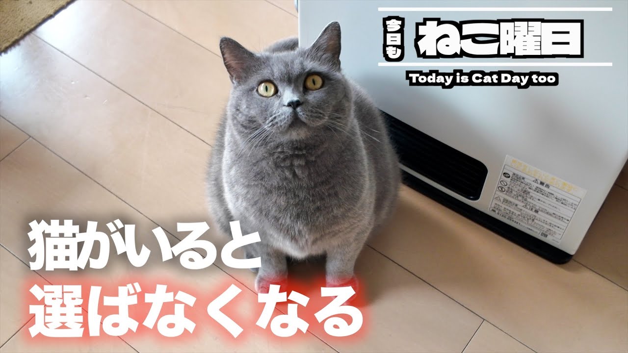 【保存版】猫を飼ってから選ばなくなったもの5選｜飼う前に知っておきたい現実