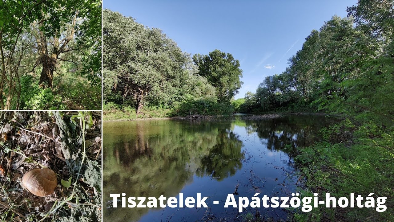 Tiszatelek - Apátszögi-holtág