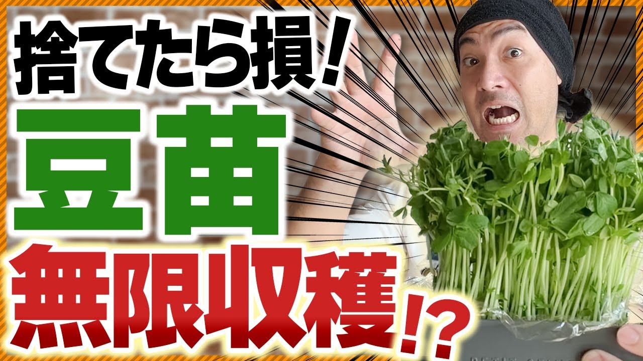 【緊急警告】豆苗を捨てるな！100円が1000円になる再生栽培がヤバすぎる