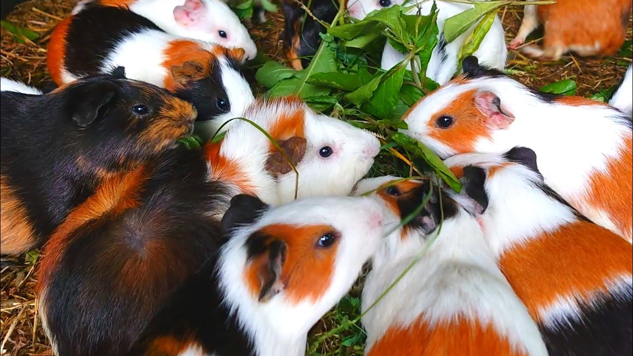 Guinea pigs eating ASMR, cute animals Asmr,cutest guinea pigs,funny Guinea pig videos,cute animals 