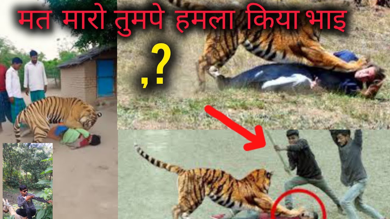 इस भीयानक जंगल मे बाग ने हमपर ही अतेक कर दीया 100 ki