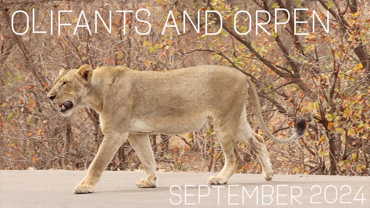 Olifants & Orpen Safari | Lions, Leopards & Honey Badger in Kruger National Park