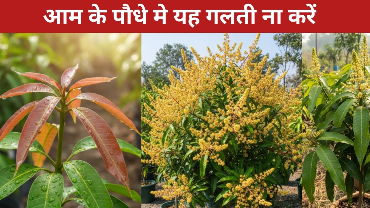  आम के पौधे में फूल नहीं आ रहे हैं? ये 5 गलती बिल्कुल ना करें | Mango Flower Problem