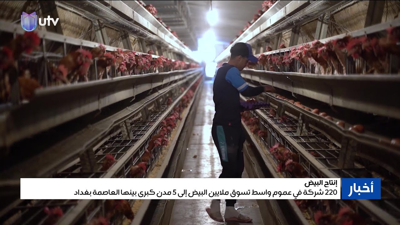 إنتاج البيض.. 220 شركة في عموم واسط تسوق ملايين البيض إلى 5 مدن كبرى بينها العاصمة بغداد