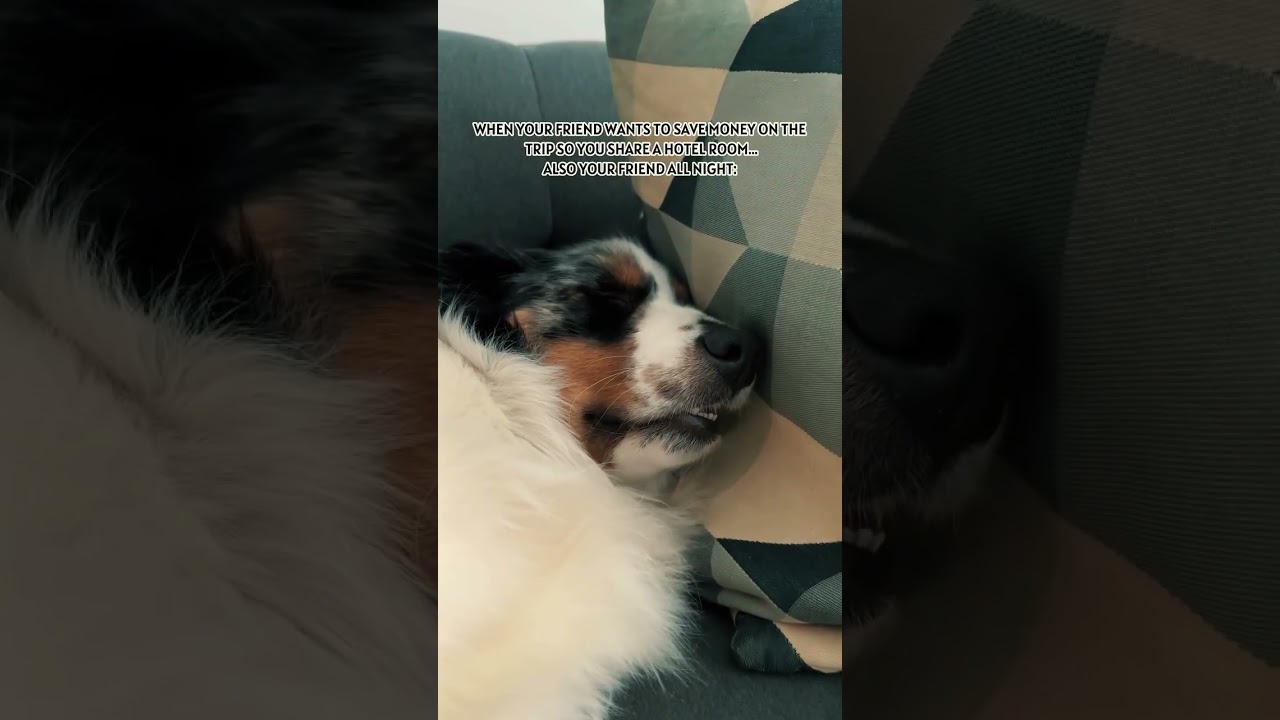Send this to your hotel buddy who doesn&rsquo;t shut up snoring 🤣🤣🤣 #dogsofinstagram #funnyreels