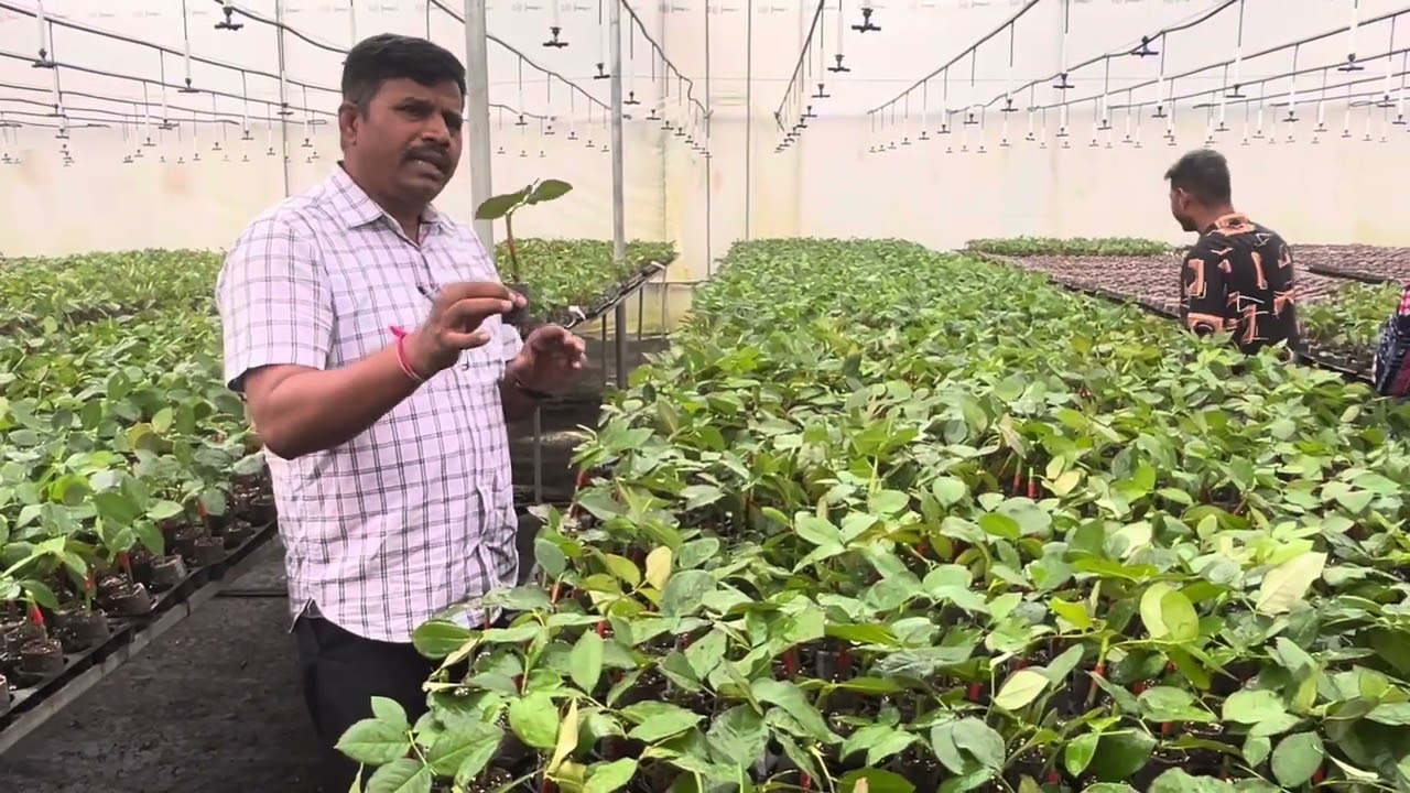 Sai Rose #rose #farming