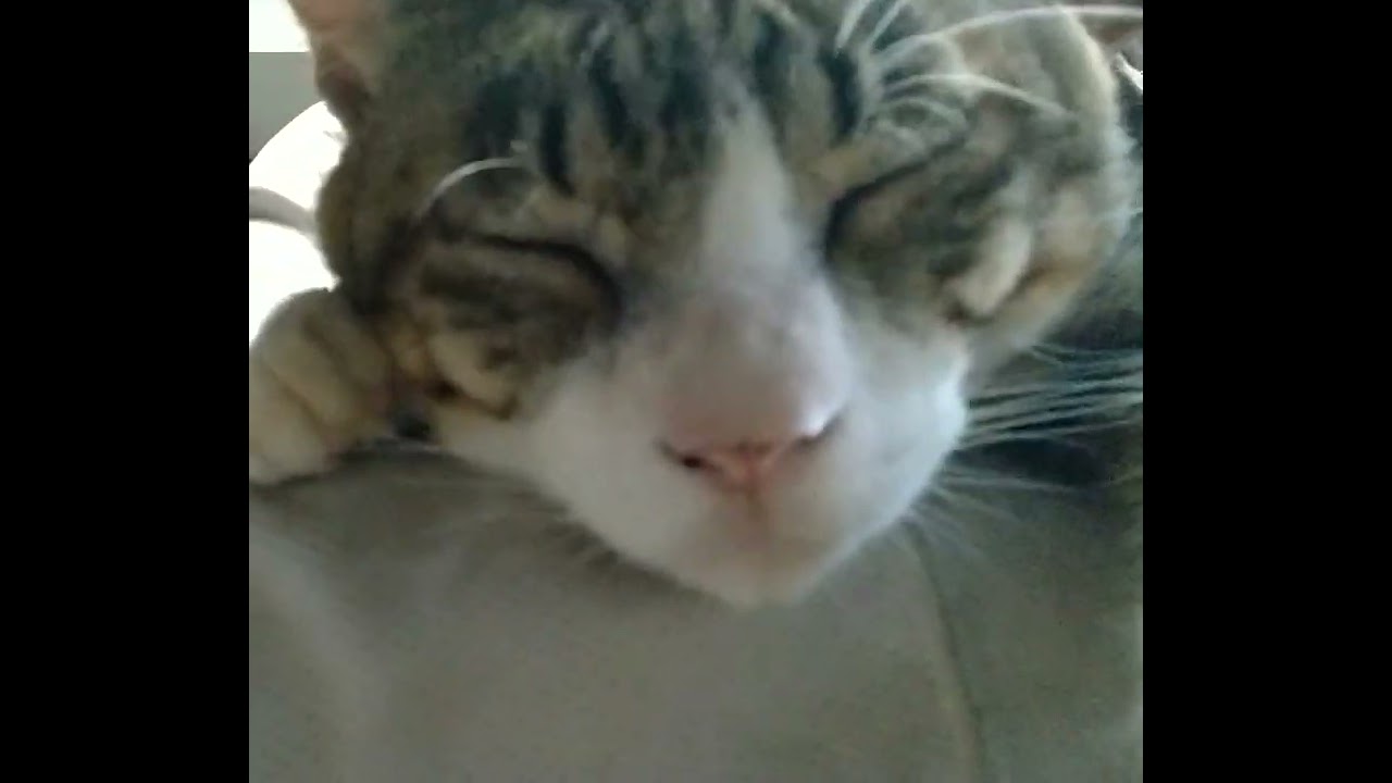 懐かしの夏の日のぽんちゃん。＃ねこがいる生活＃眠たい