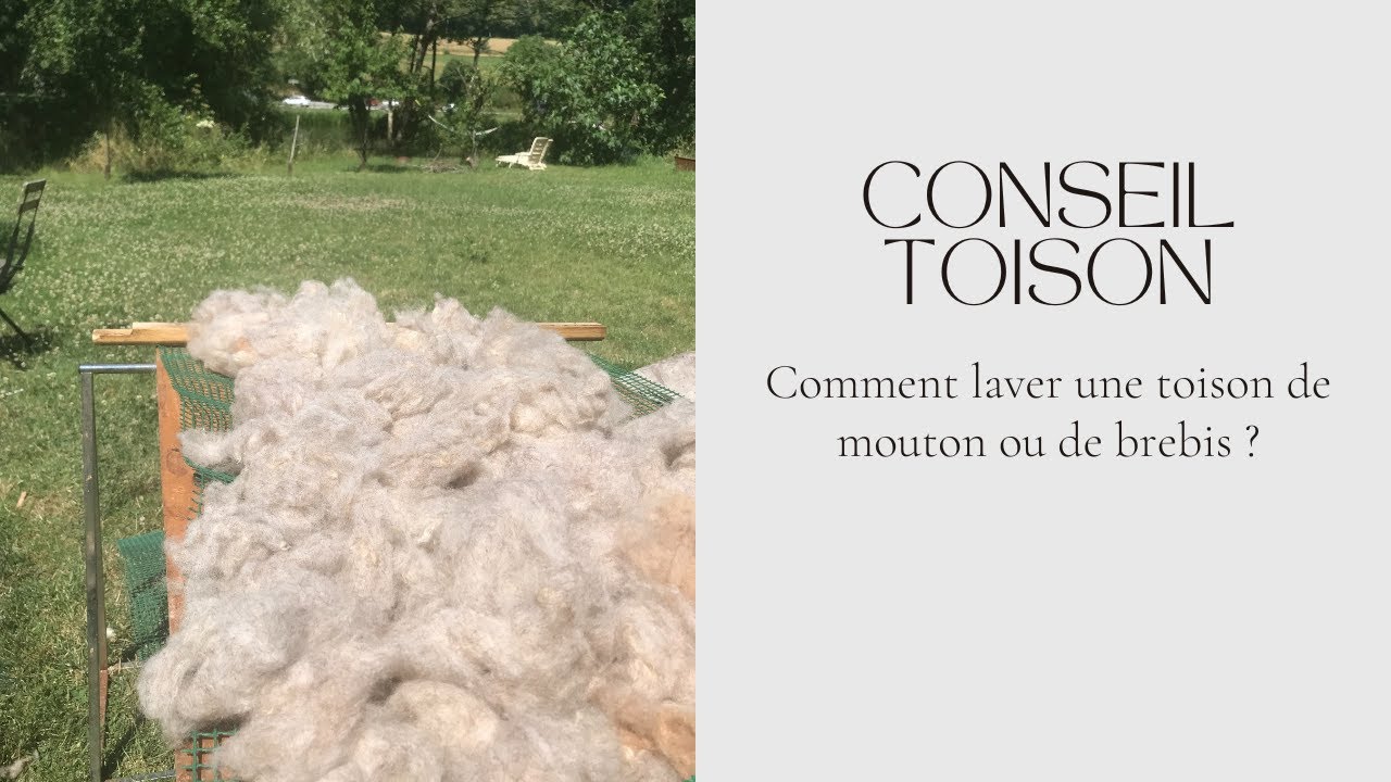 Comment laver une toison de mouton ?