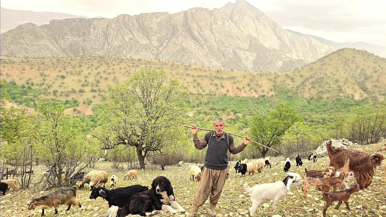 Iran Nomads in the Zagros: Milking the Sheep and Living in the Heart of the Pristine Zagros Forest