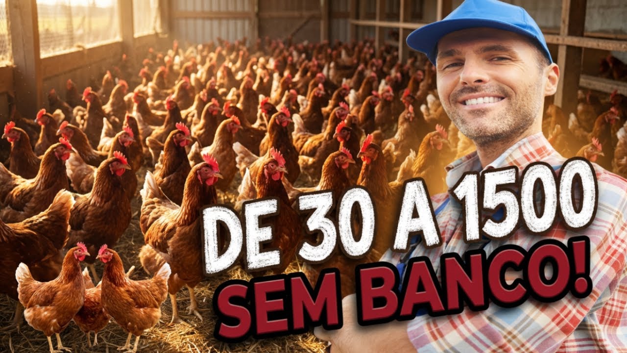 Como aumentar a criação de galinhas de 30 para 1500 em apenas 3 meses (sem empréstimos).