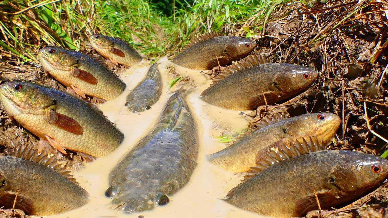 amazing ! a lots of fish in rice field- a fisherman skill catch fish by hand- fishing in field