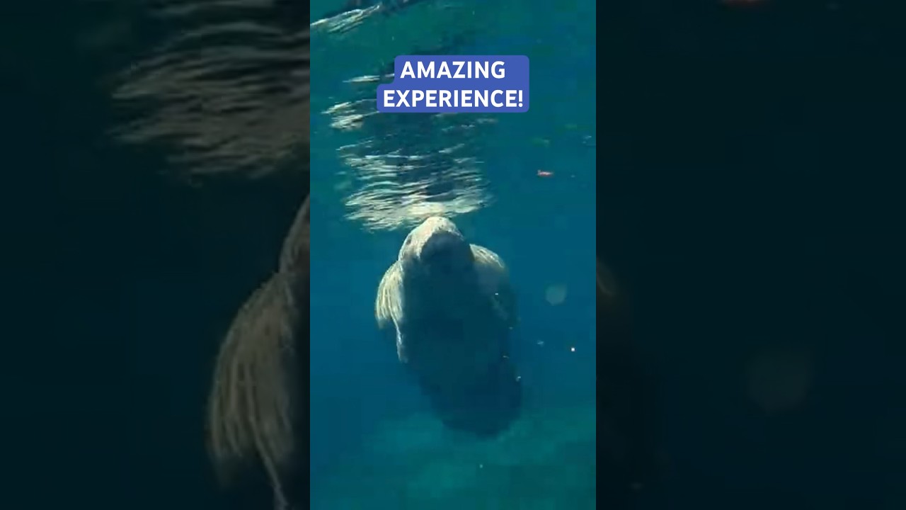 Why everyone is fascinated by this amazing creature