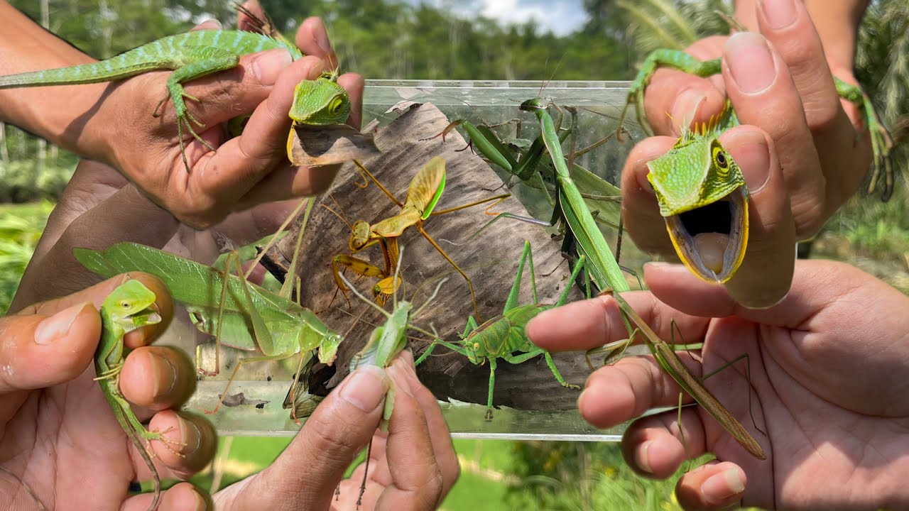 Hunting reptile and insect in the wild‼️catch chameleon , praying mantis ,katydid, giant grasshopper