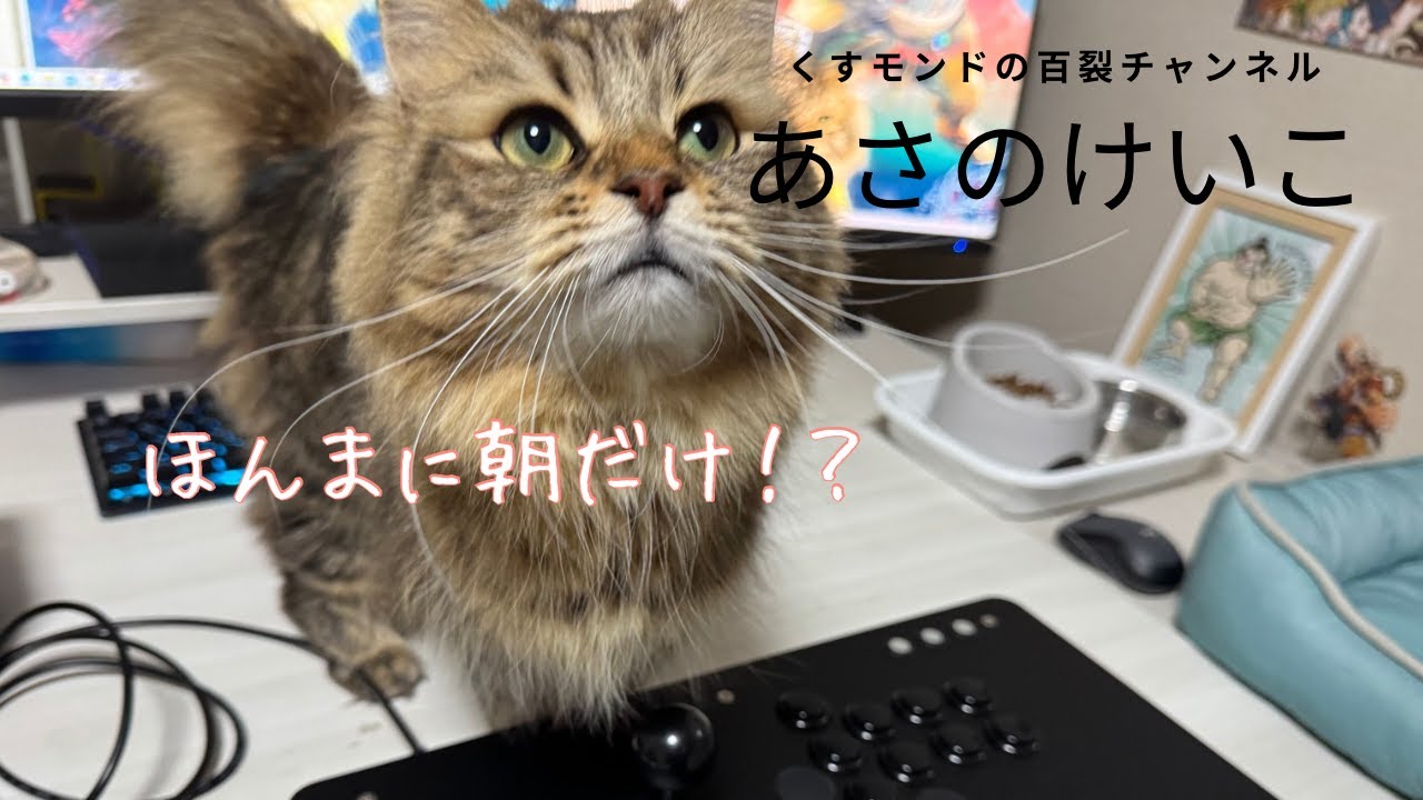 【スト6】あさのけいこ 百裂チャンネルVol.347　#sf6   #スト6　#スト２  #視聴者参加型  #エドモンド本田 #スト6本田 #サイベリアン