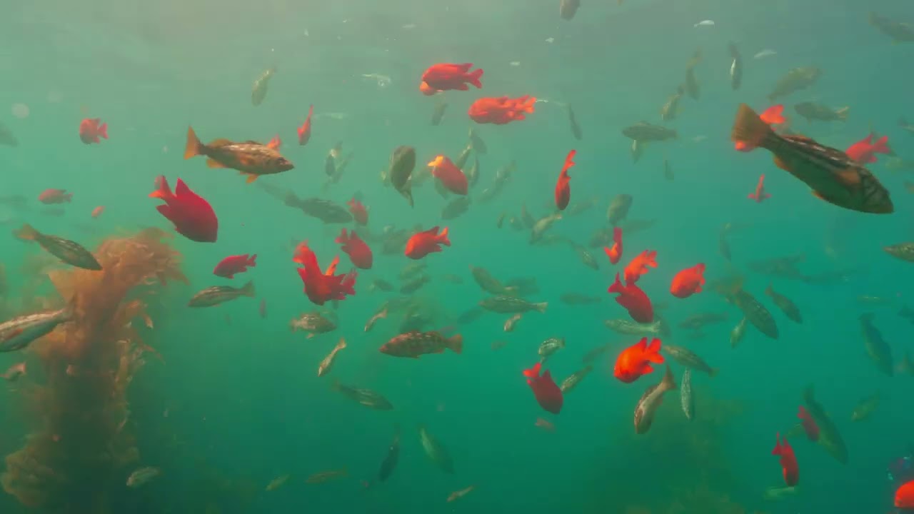 Catalina Island Dive |A7RV|