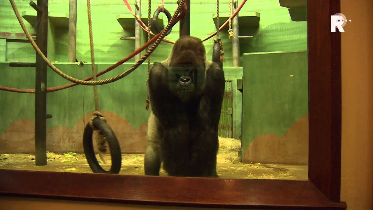 Zesde baby voor gorilla Bokito