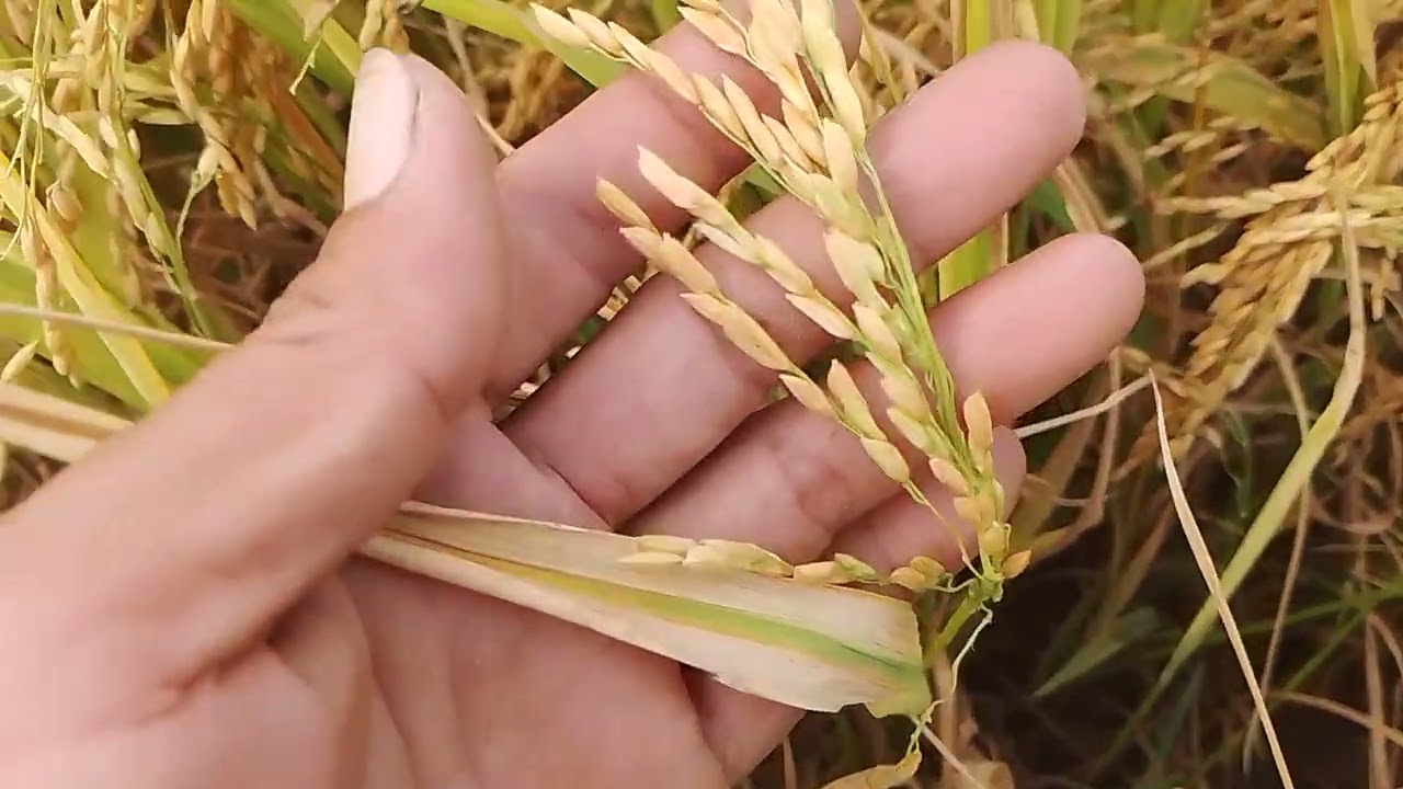 Thu Hoạch Đài Thơm 8 Năng Suất Cao. Giá Lúa Tụt Giảm Mạnh #đuctinmientaytv