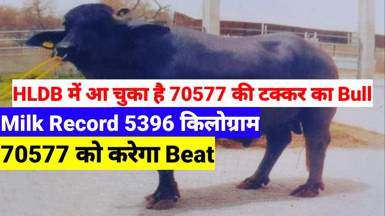 #HLDB में 70577 को #टक्कर देने नया Bull आया जिसका #Milk_Record_है 5396 #किलोग्राम