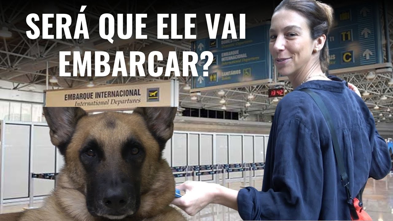 A SAGA para levar meu cachorro de avião para PORTUGAL