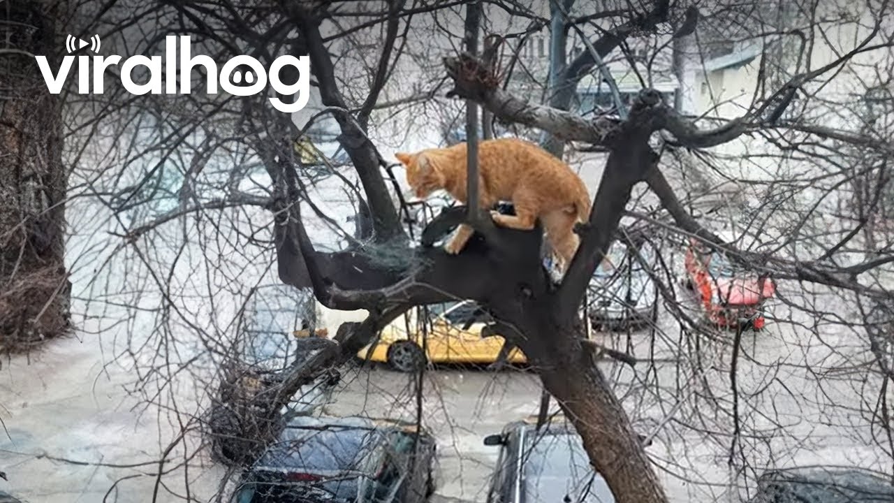 Cat Climbs Frozen Tree To Get Home || ViralHog