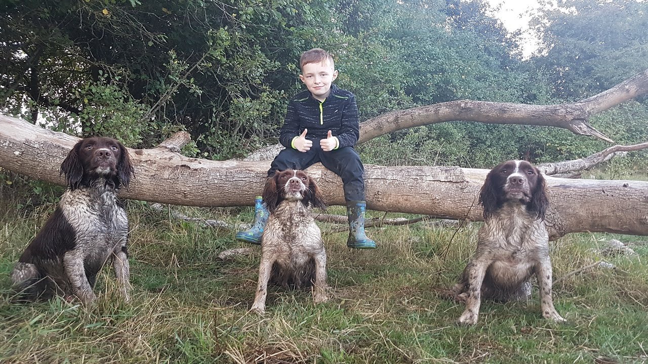 Rough Shooting in Ireland Jan 2019