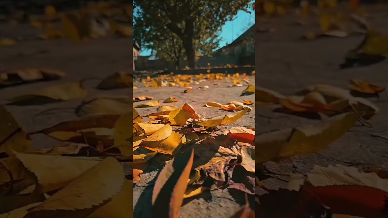 &ldquo;Oto&ntilde;o🍂&rdquo;#Oto&ntilde;o#AutumnVibes#Cozy#MomentosQueAbrazan#CalmaVisual#Naturaleza#PianoCozy