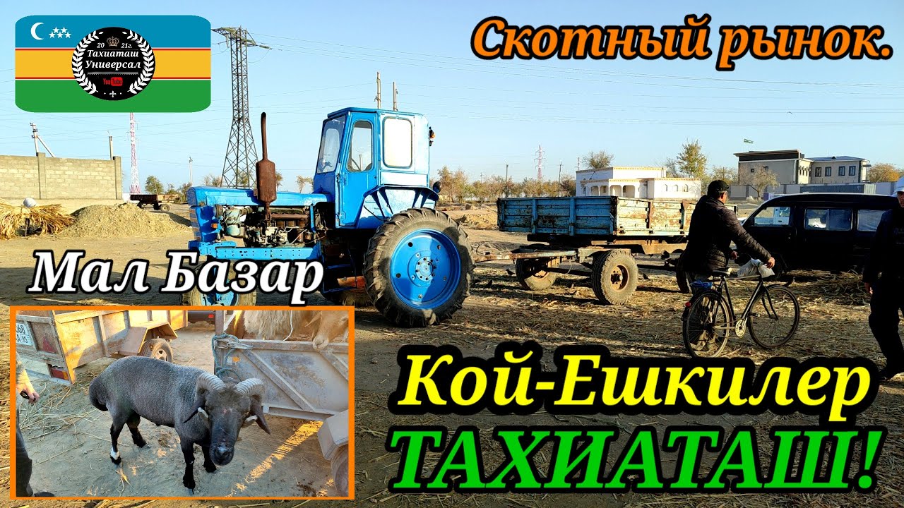 24.10.25ж.МАЛ БАЗАР - СКОТНЫЙ РЫНОК #тахиаташ#каракалпакистан#бахалары#цены#кой#ешки#овец#баран#козы