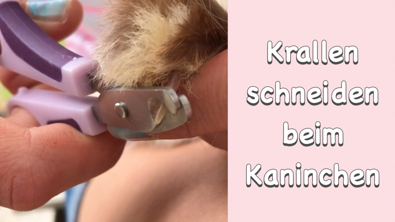 Tipps, Tricks und Infos zum Krallen schneiden von Kaninchen 🐰✂