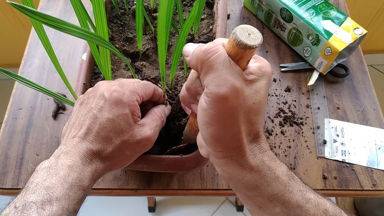 COMO GERMINAR TÂMARAS - PARTE 5