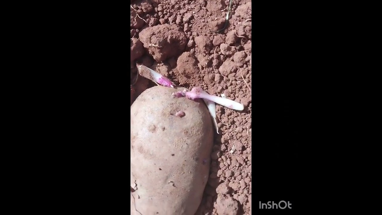 بسم الله على بركة الله. عمليه ضبط زراعة البطاطس المارسية. عمل شاق ولكن متقون.