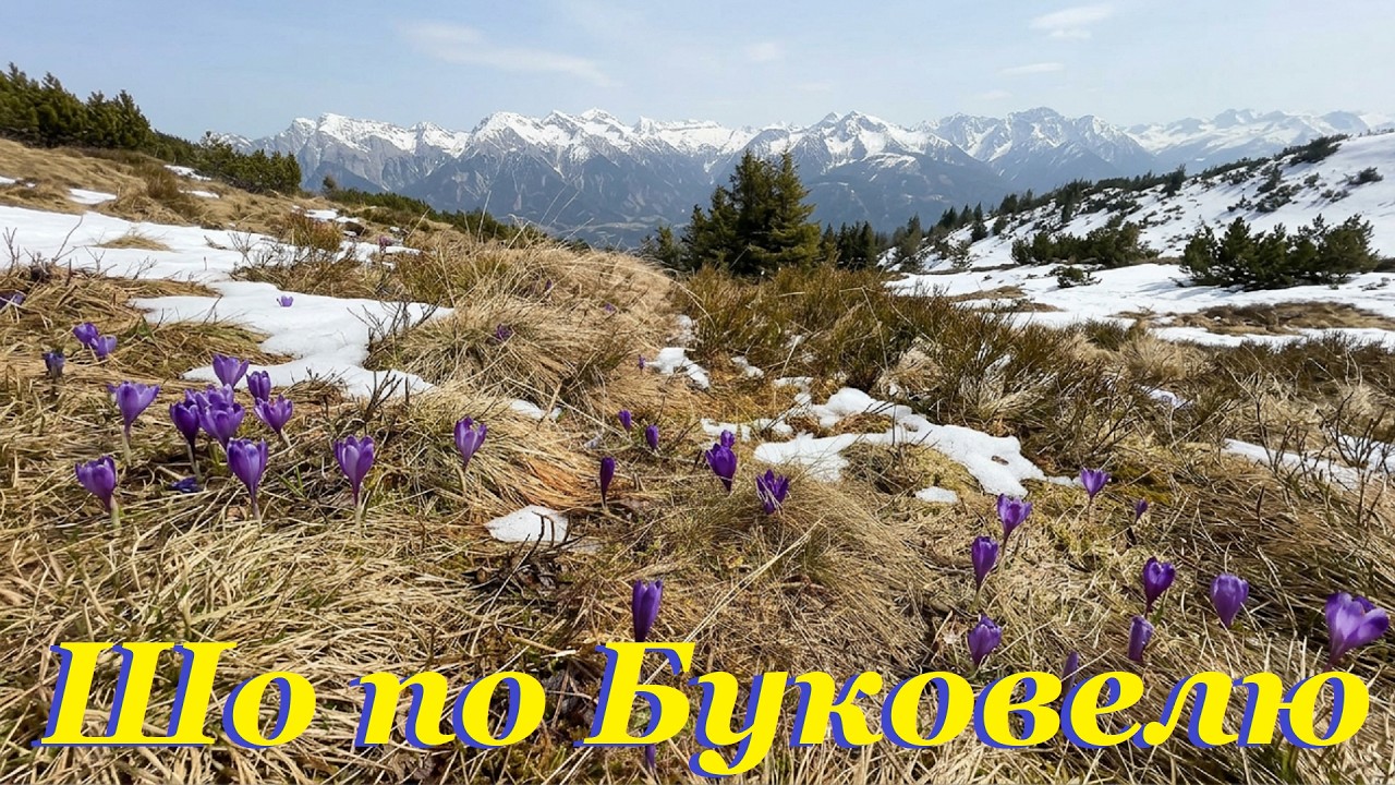 Початок сезону крокусів. Похід на гору Кукул. Шо по Буковелю / Crocuses in Carpathin mountains
