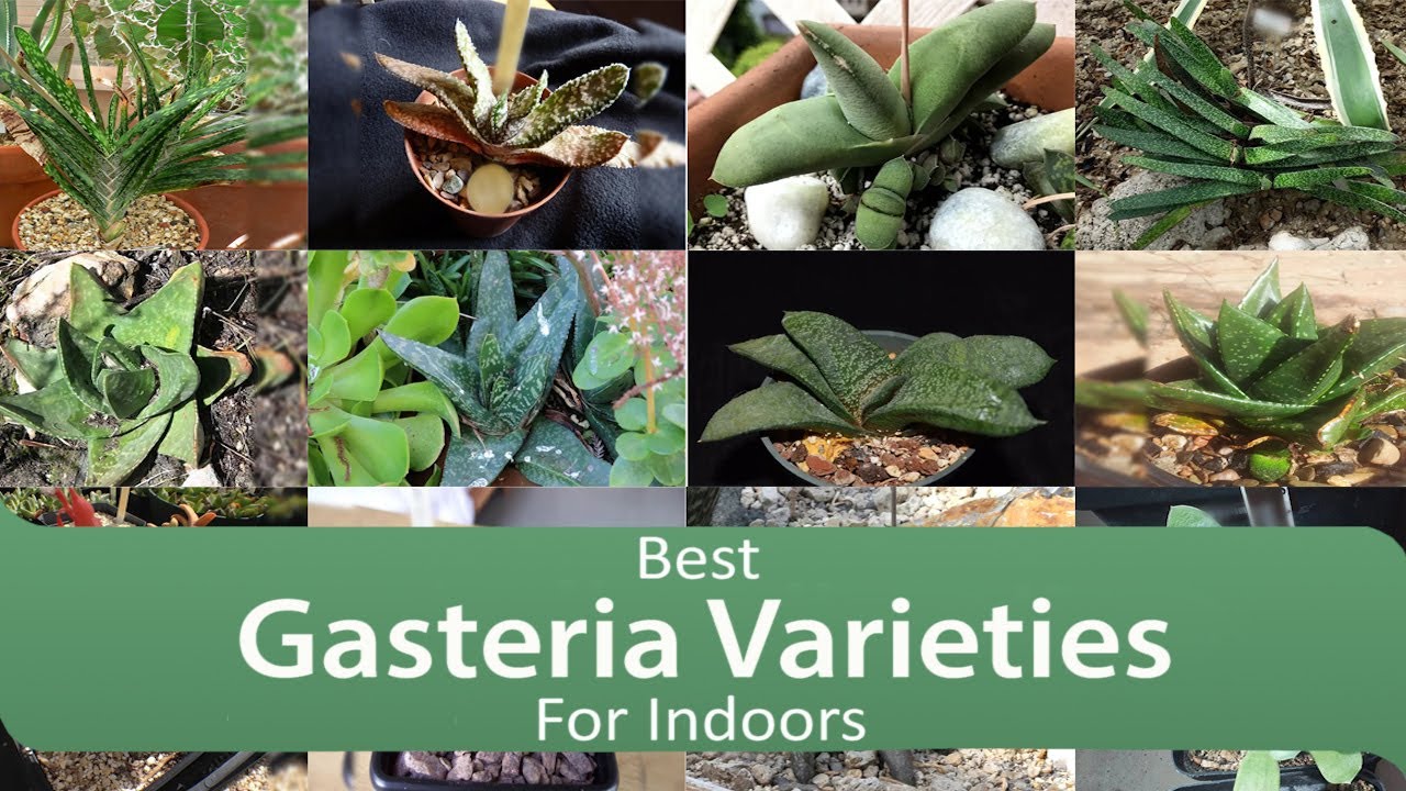 Best Gasteria Varieties For Indoors