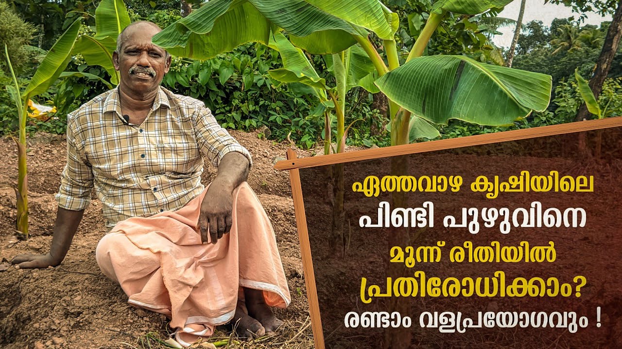 ഏത്തവാഴ കൃഷിയിലെ പിണ്ടി പുഴുവിനെ മൂന്ന് രീതിയിൽ പ്രതിരോധിക്കാം | Banana Cultivation In Kerala