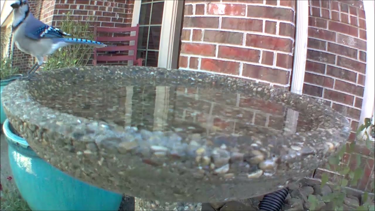 Blue Jay At Wild Birds Unlimited Evans Bird Bath - January 2022 - #wildbirdsunlimited #wbu #birdbath