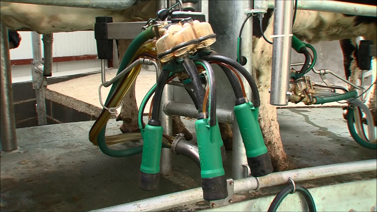 GEA Dairy Farming - Découvrez le système automatisé de trempage et désinfection IQ Apollo
