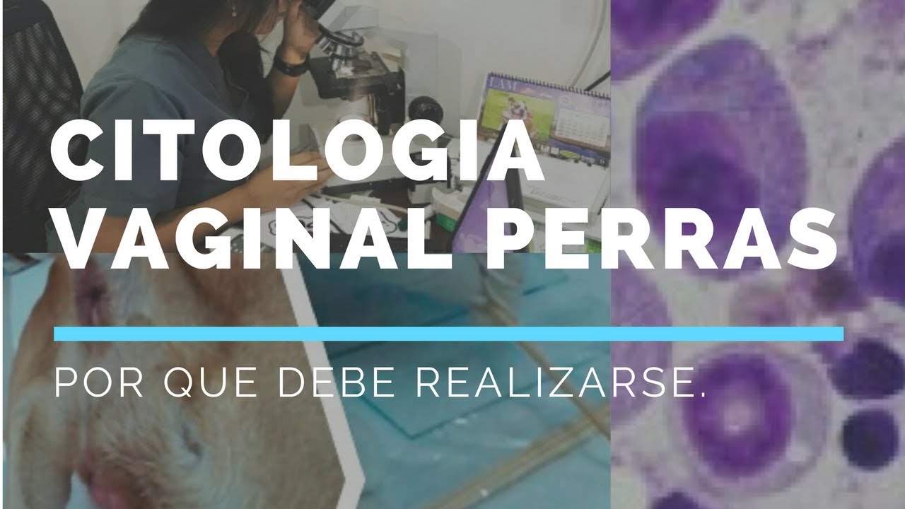 Citologia Vaginal en perra - Mascoteando Ec
