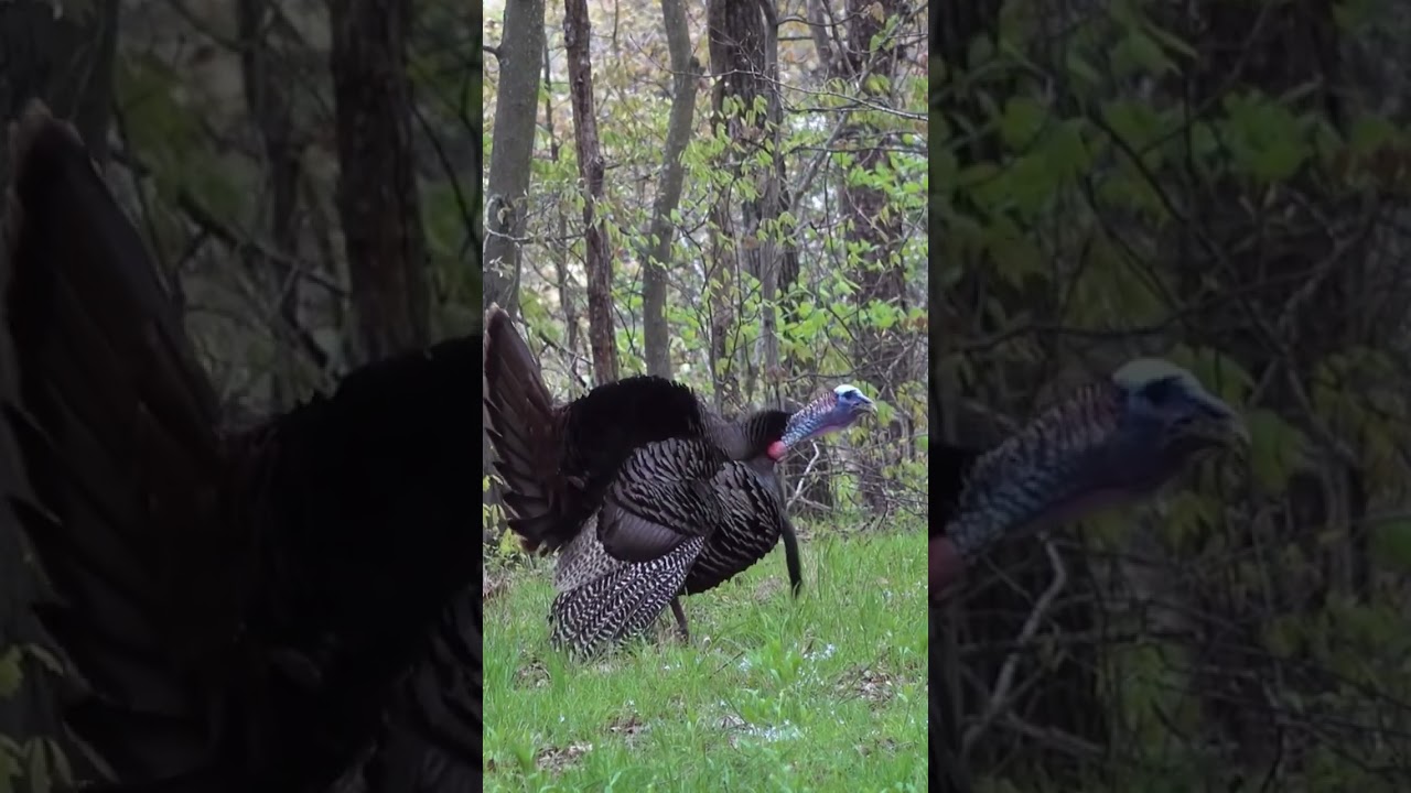 Wild Turkey Gobbling and Drumming. #springturkeyhunting #turkeyhunting #@friendoutdooradventures