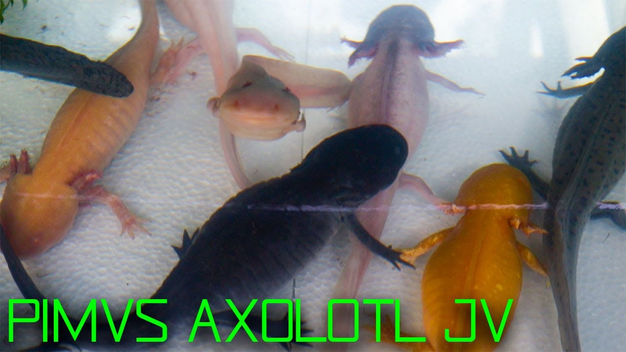 VISITANDO PIMVS AXOLOTL JV | AJOLOTES MUY GENIALES | UN CRIADERO DE AJOLOTES | AMBYSTOMA MEXICANUM |