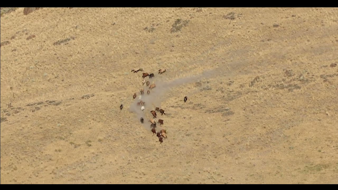 Sands Basin Herd Management Area Emergency Gather