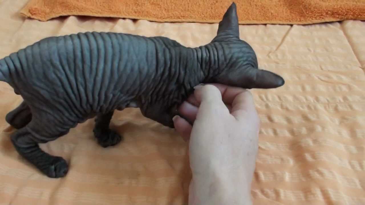 Lovey-dovey Don Sphynx Kitten