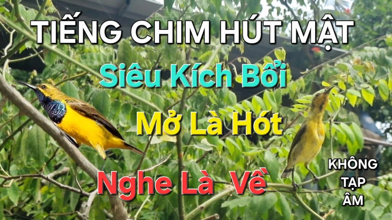 Tiếng chim Hút Mật mồi kích bổi gọi chim cực nhạy bẫy keo bẫy dính mở là về/ Chim Hút Mật Huế