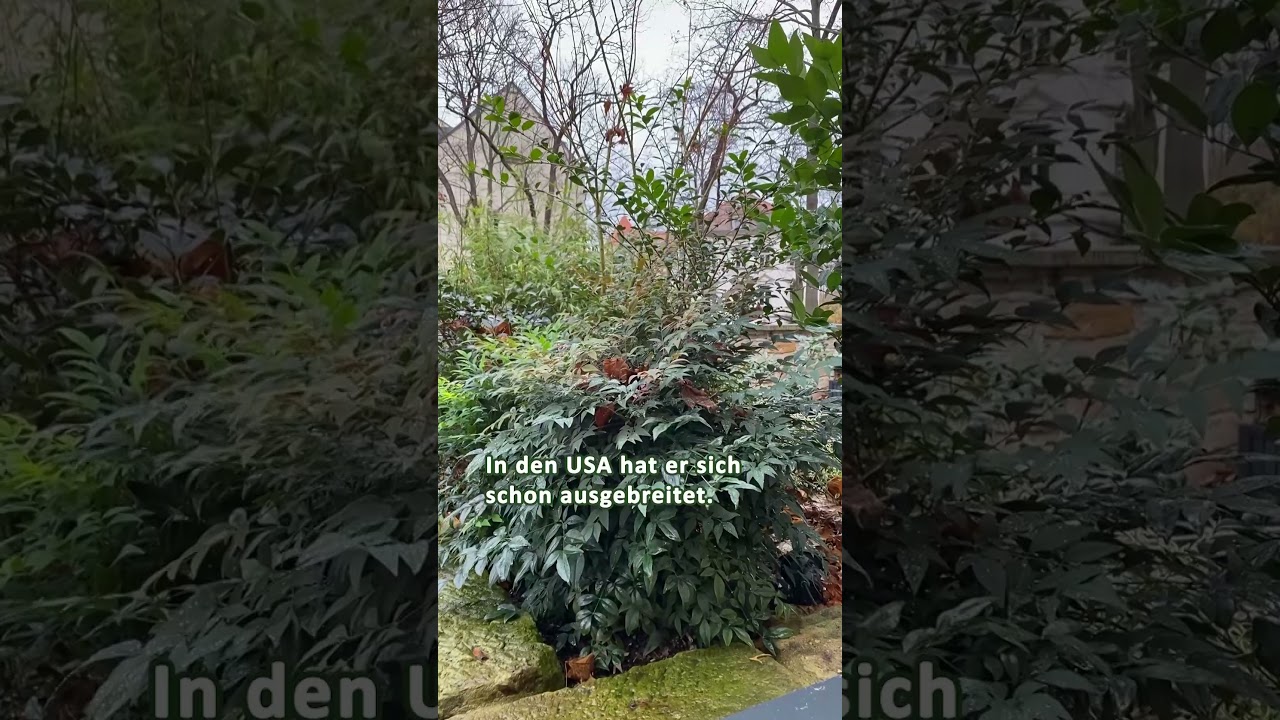 Heimisch statt invasiv: Pflanze Ilex und nicht diese Str&auml;ucher...