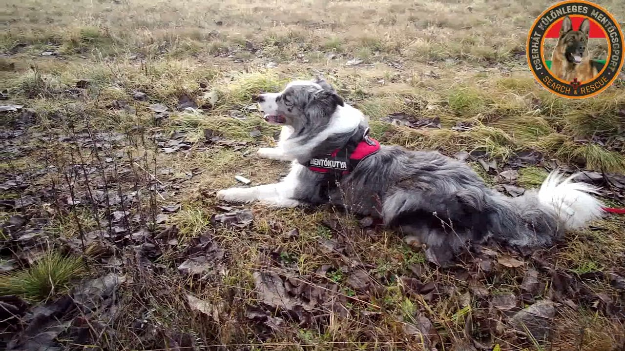 Kiba - Aragorn son of Arathorn Chicavallo (Border Collie) tréning